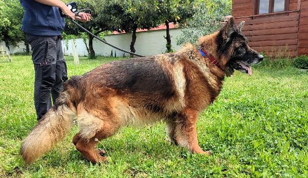 EROS PASTORE TEDESCO Foto 3